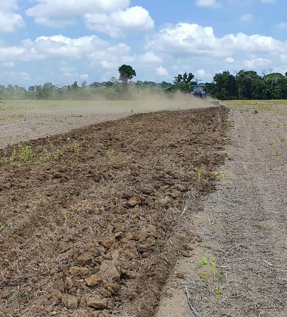 Estado inicia 2º vazio sanitário da soja