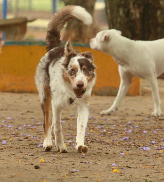 Governo cria grupo de trabalho para proteção dos direitos animais