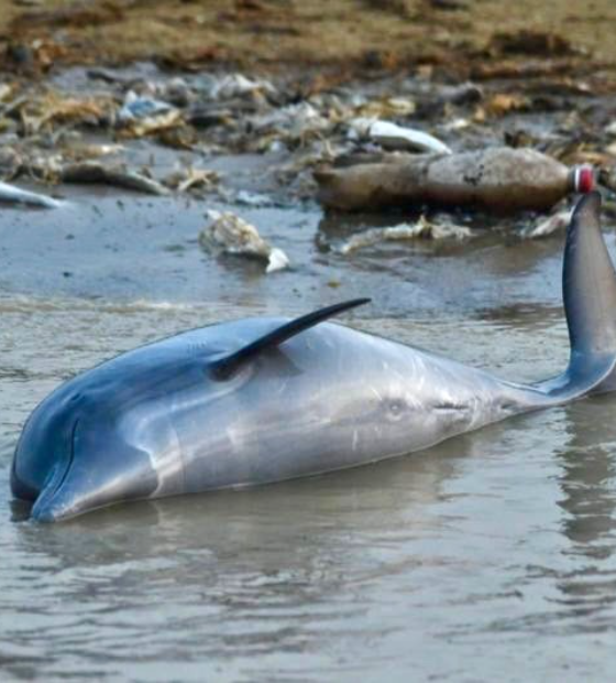 Agua a 40ºC na Amazônia provoca a morte de mais de cem botos e tucuxis