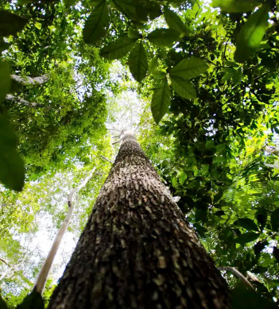 Brasil apresenta na COP proposta para manter florestas tropicais em pé