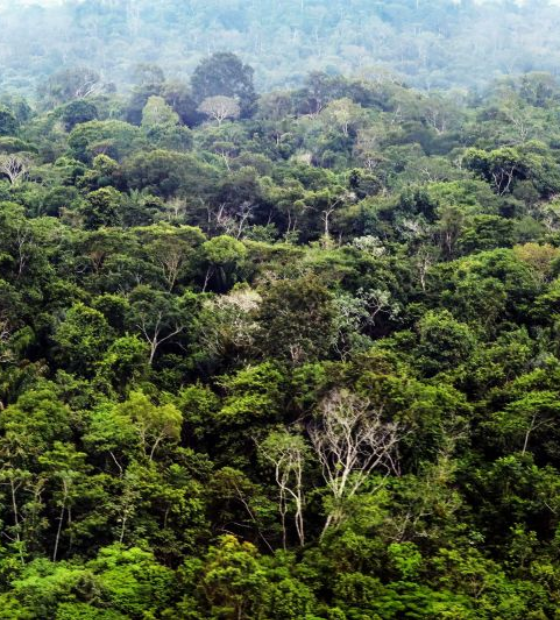 Noruega anuncia, na COP28, nova doação de R$ 245 milhões ao Fundo Amazônia