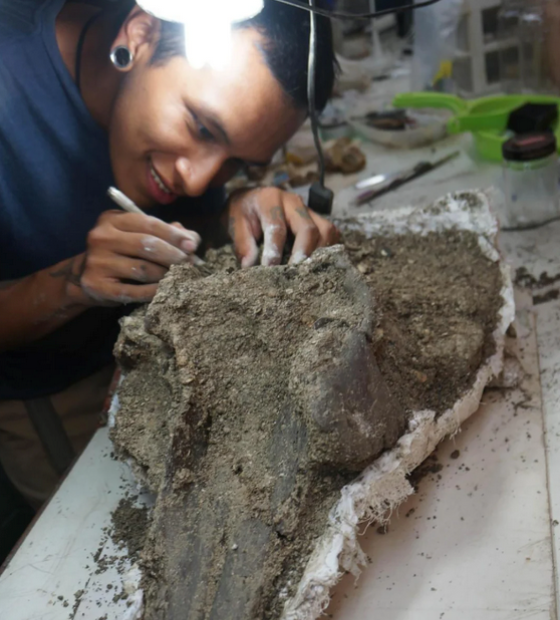  Crânio de boto gigante de 16 milhões de anos é descoberto na Amazônia 