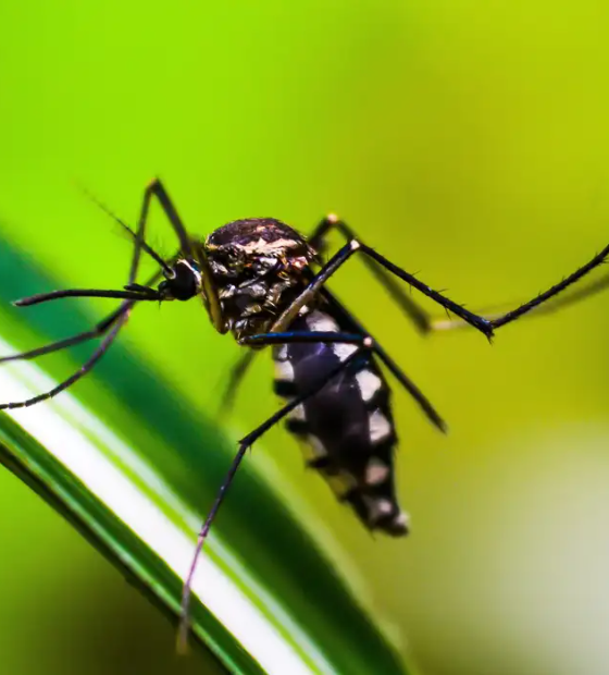 Dengue: Américas podem registrar pior surto da história, alerta Opas