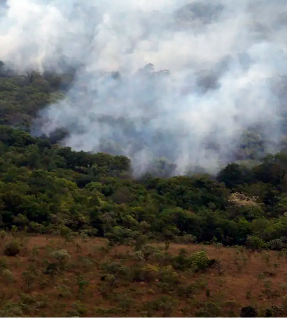 Ibama cria plataforma para acompanhar recuperação ambiental