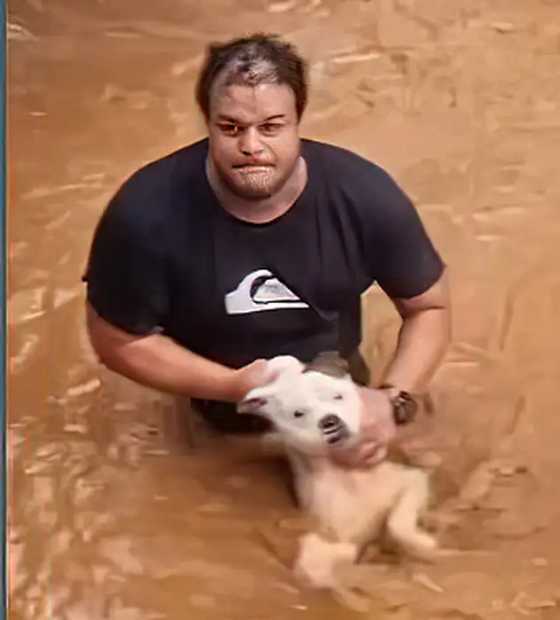 Mais de 11 mil animais afetados pelas enchentes no RS foram resgatados