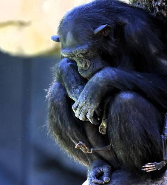 Chimpanzé em zoo da Espanha se recusa a soltar filhote que morreu há três meses