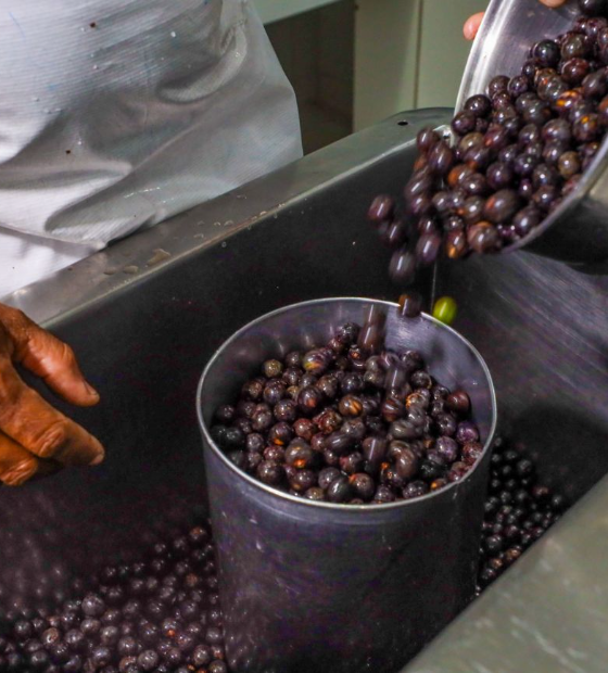 Dia do Açaí: Pará segue na liderança nacional com mais de 90% da produção brasileira 