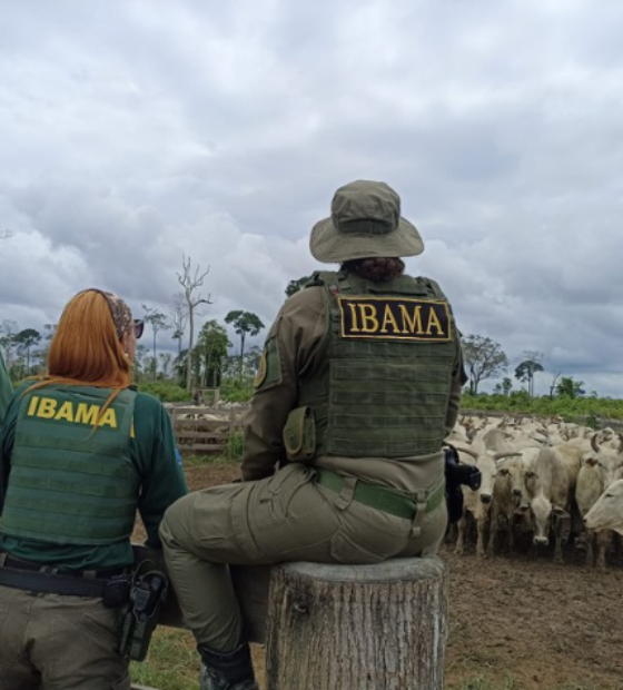 Mais de 600 cabeças de gado são apreendidas em operação no Pará