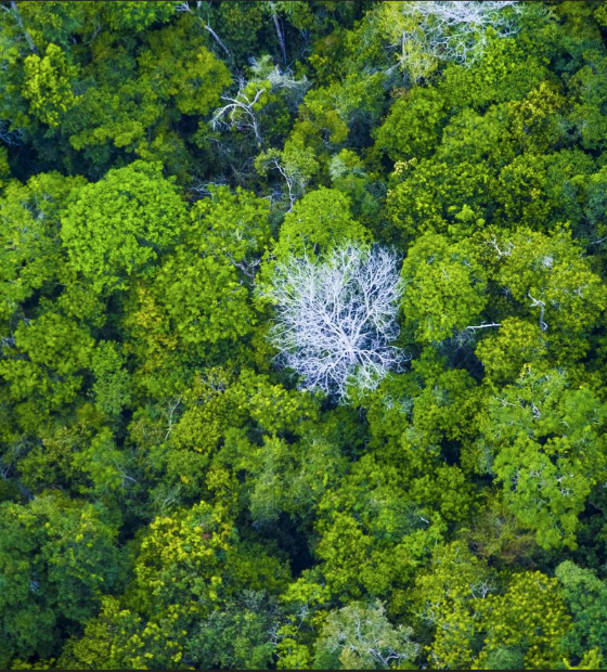 Amazônia ainda pode evitar colapso ecológico, diz estudo liderado pelo IPAM