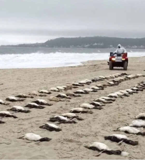 Mais de 3.200 pinguins morreram no litoral brasileiro em 2025