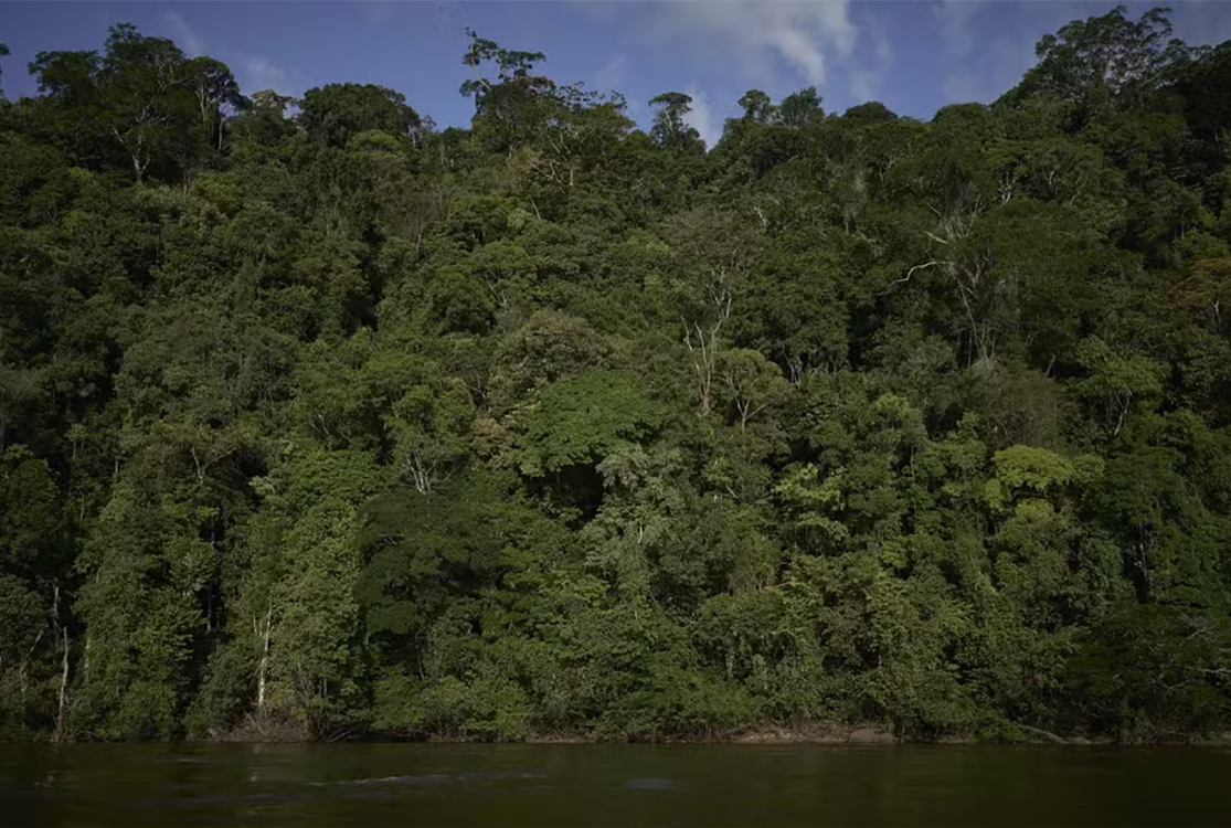Árvores gigantes da Amazônia seguem ameaçadas, apesar da criação de parque