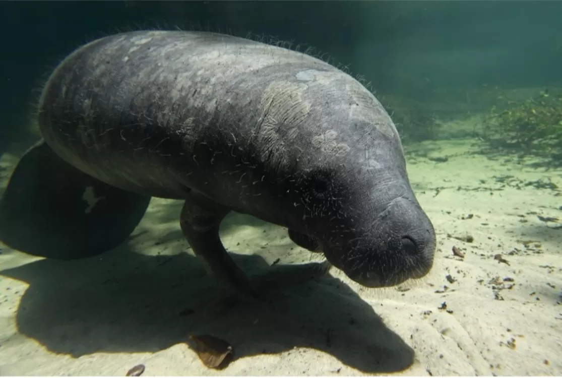 Peixe-boi é declarado patrimônio cultural natural de natureza imaterial do Pará