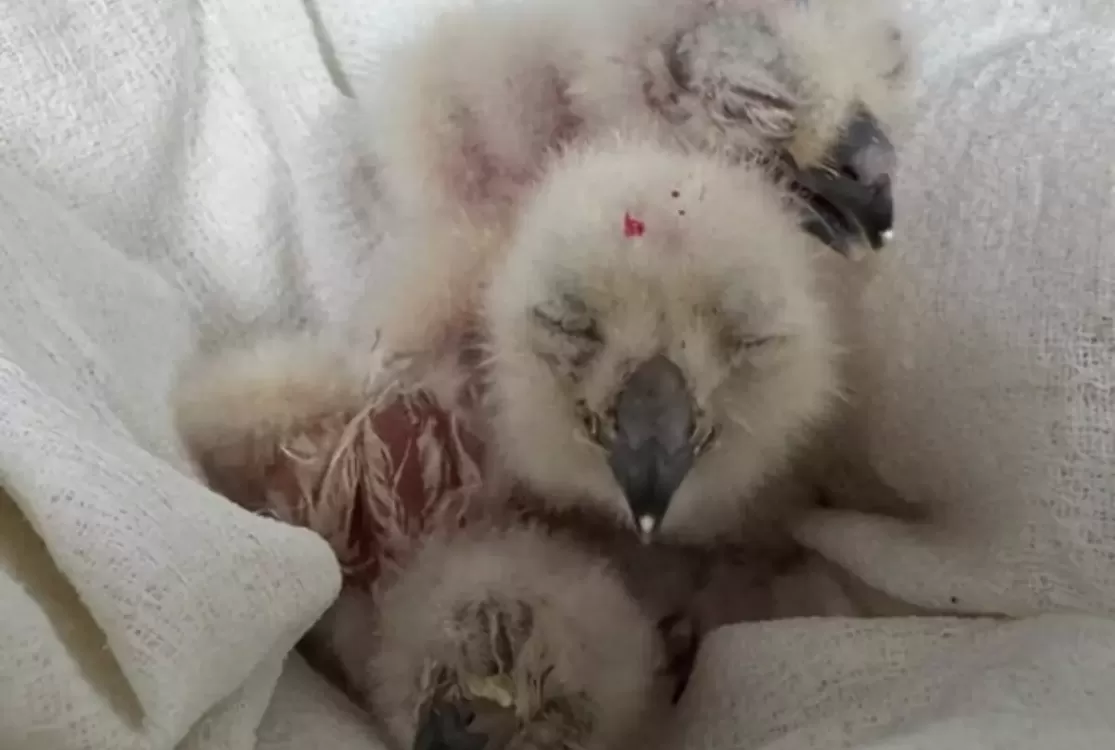 Zoológico brasileiro reproduz filhotes de uma das maiores corujas do mundo