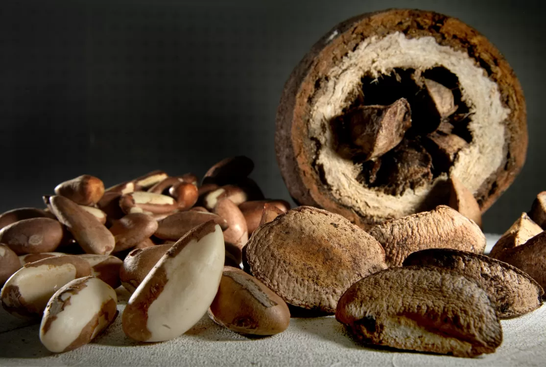 Alepa torna a castanha-do-pará patrimônio cultural de natureza material do Pará