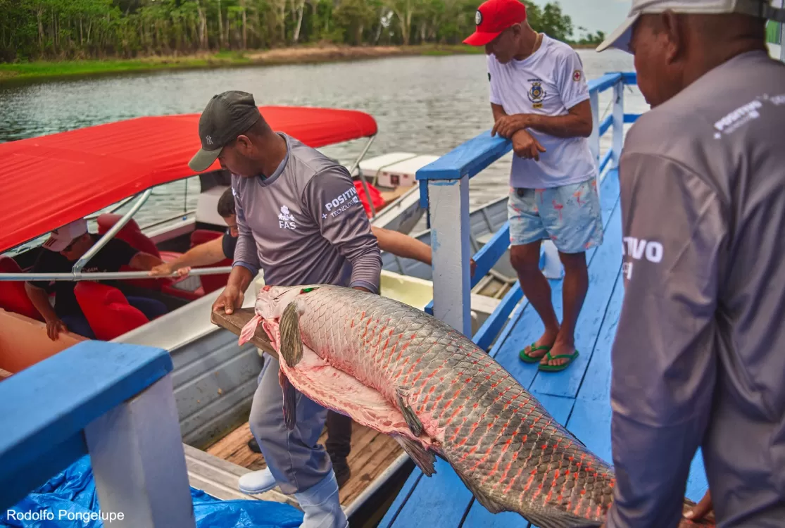 Projeto fortalece cadeia do pirarucu e amplia alternativas de renda na Amazônia
