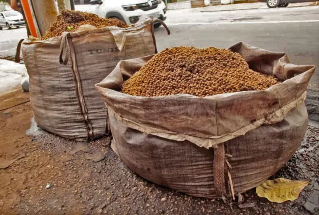 Prefeitura de Belém abre chamamento público sobre o descarte de caroços de açaí