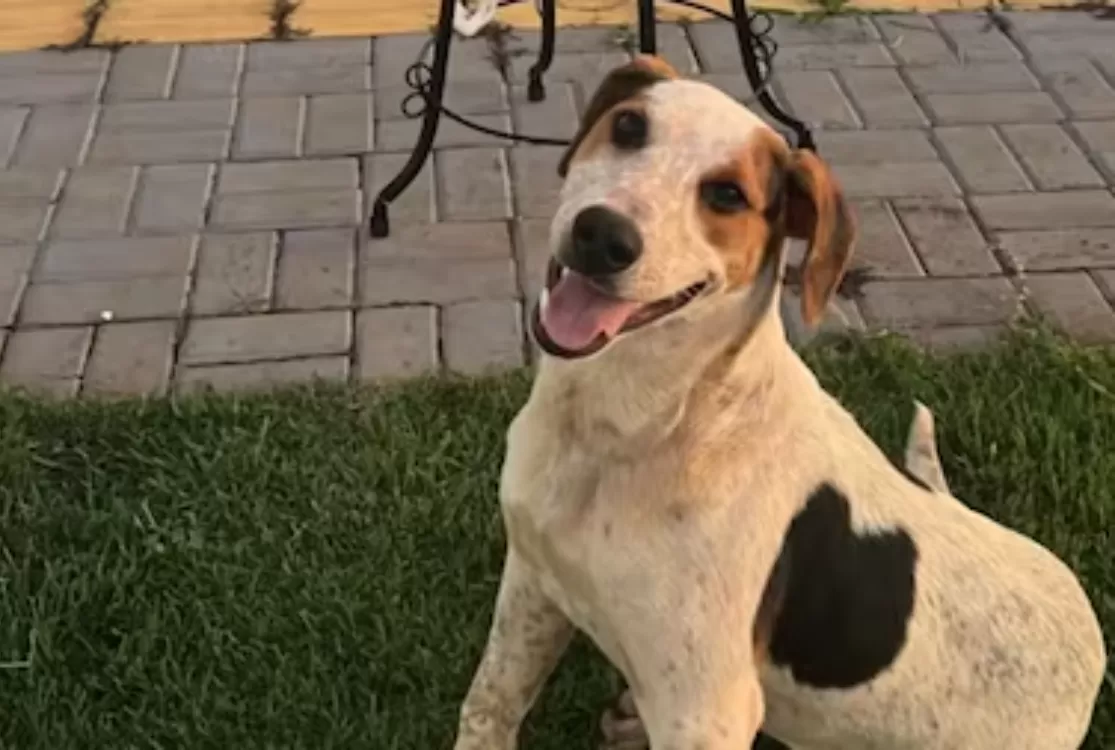 Cachorro comunitário é morto a tiros no Paraná em mais um episódio de violência contra animais