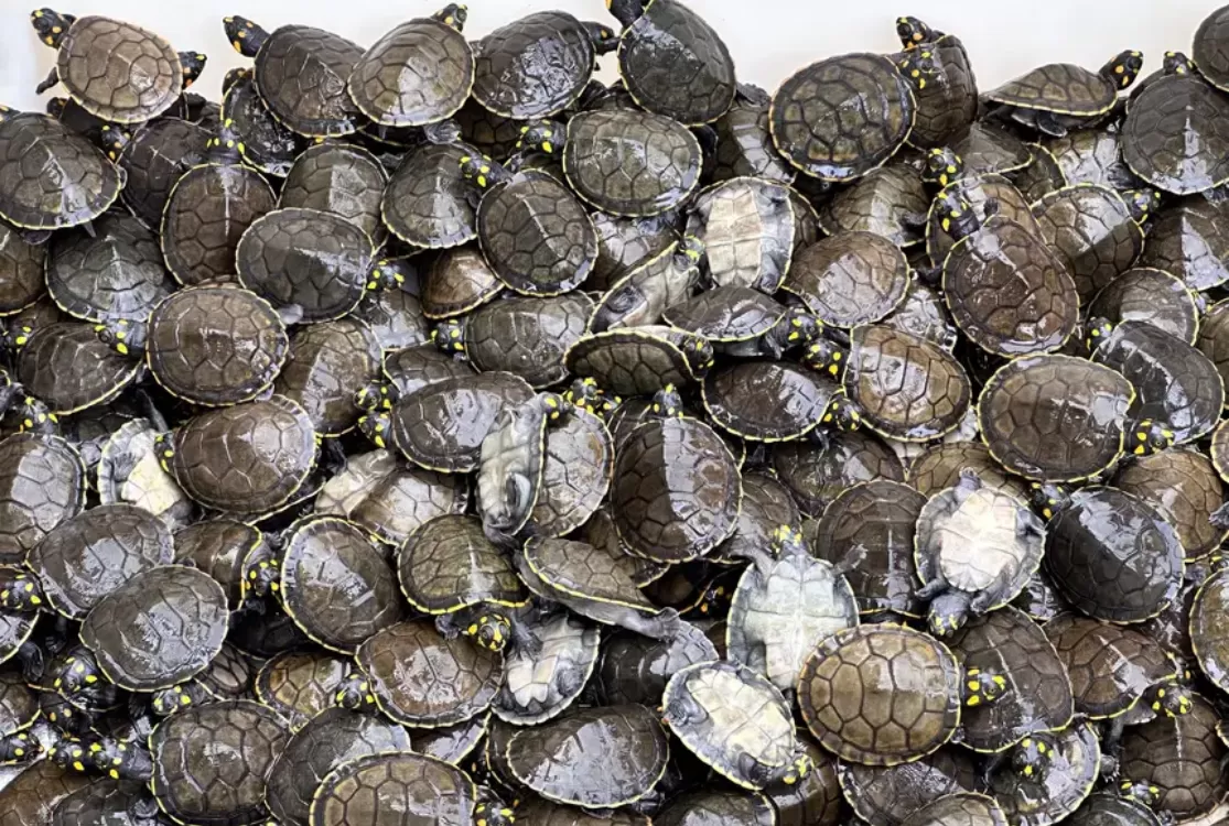 Ação marca a soltura de 1.200 quelônios à natureza na Floresta Estadual de Faro