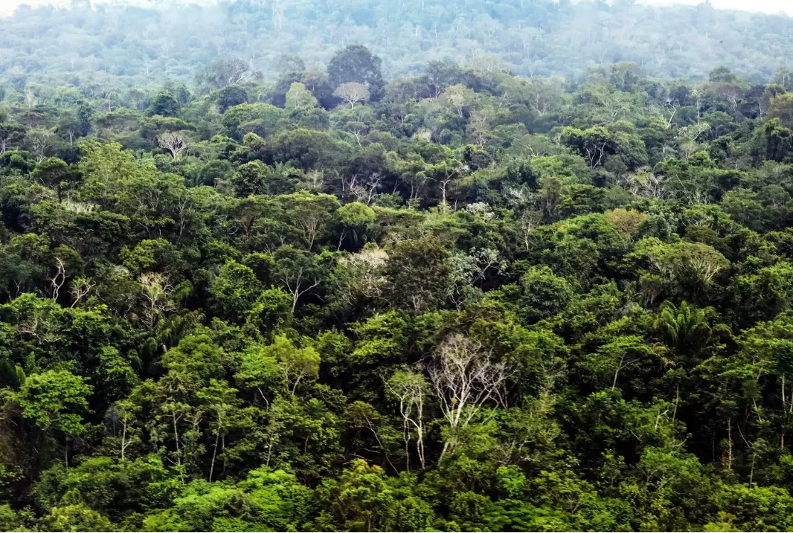 Brasil perde 1,6 milhão de hectares de floresta, mas reduz desmatamento em 42%
