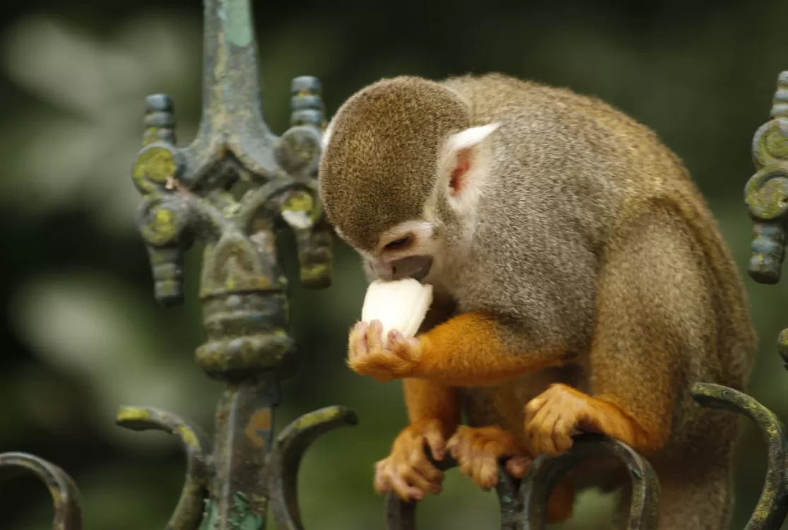 Direção do Bosque alerta: alimentar macacos coloca animais e visitantes em risco