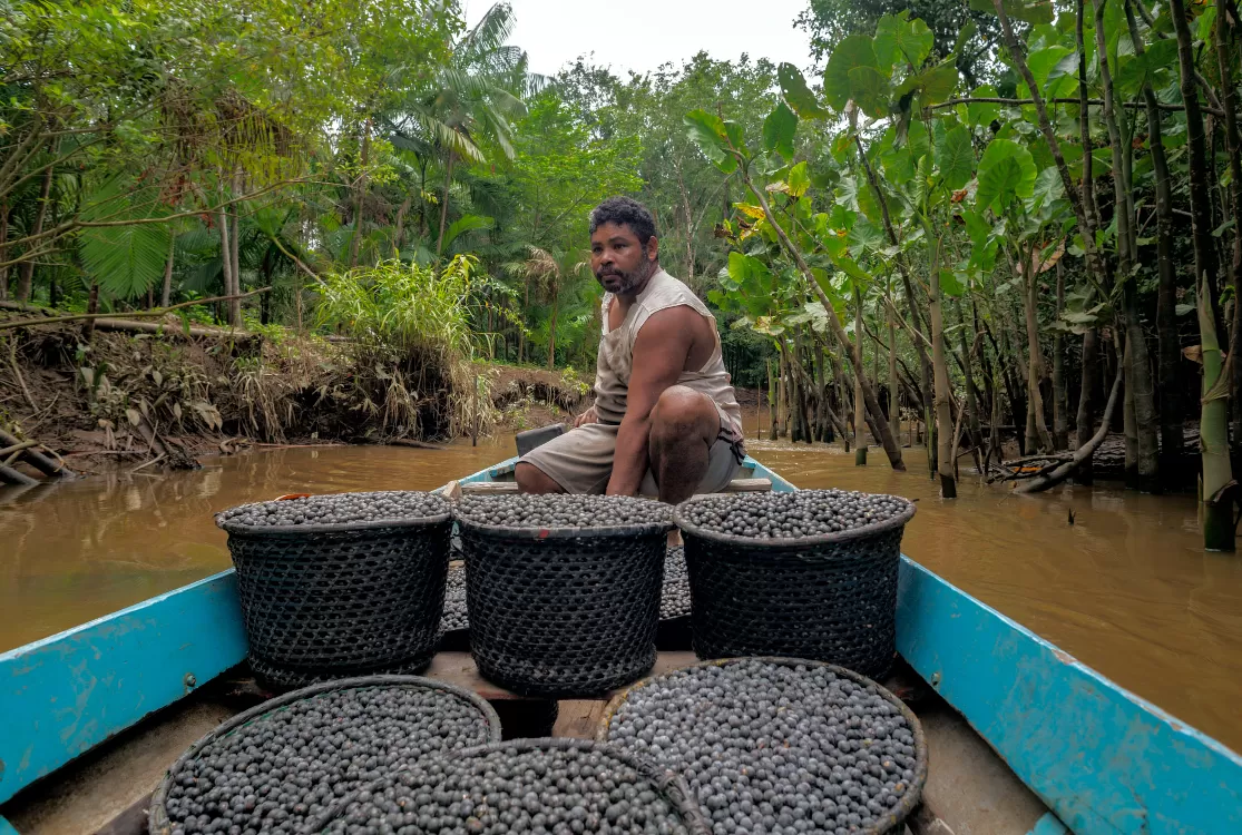 Fundo Amazônia terá R$ 150 mi em apoio a pesquisas do açaí, cacau e babaçu