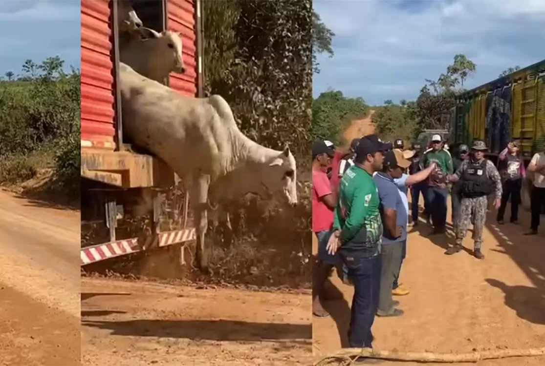 Rastreio do boi pode resolver parte dos conflitos no campo, segundo estudo