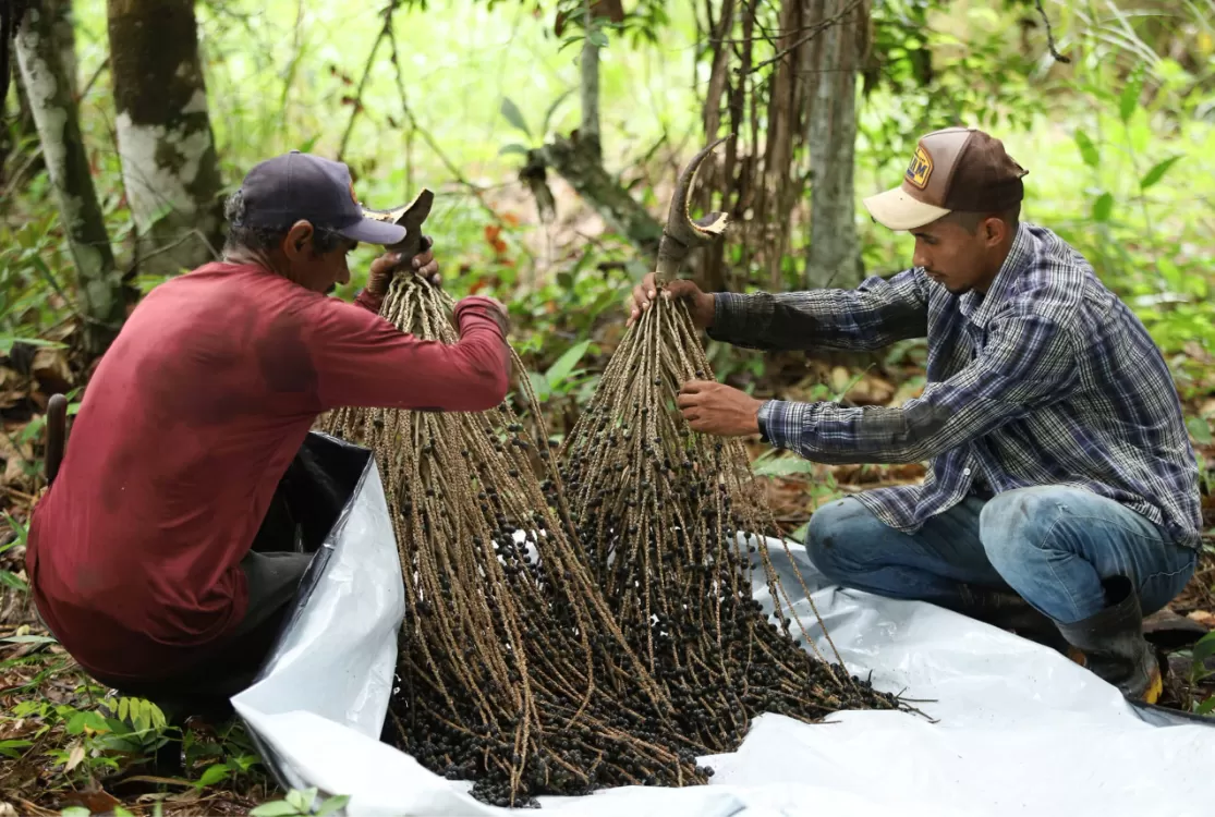 BNDES apoia projeto que conecta talentos às cooperativas de crédito na Amazônia