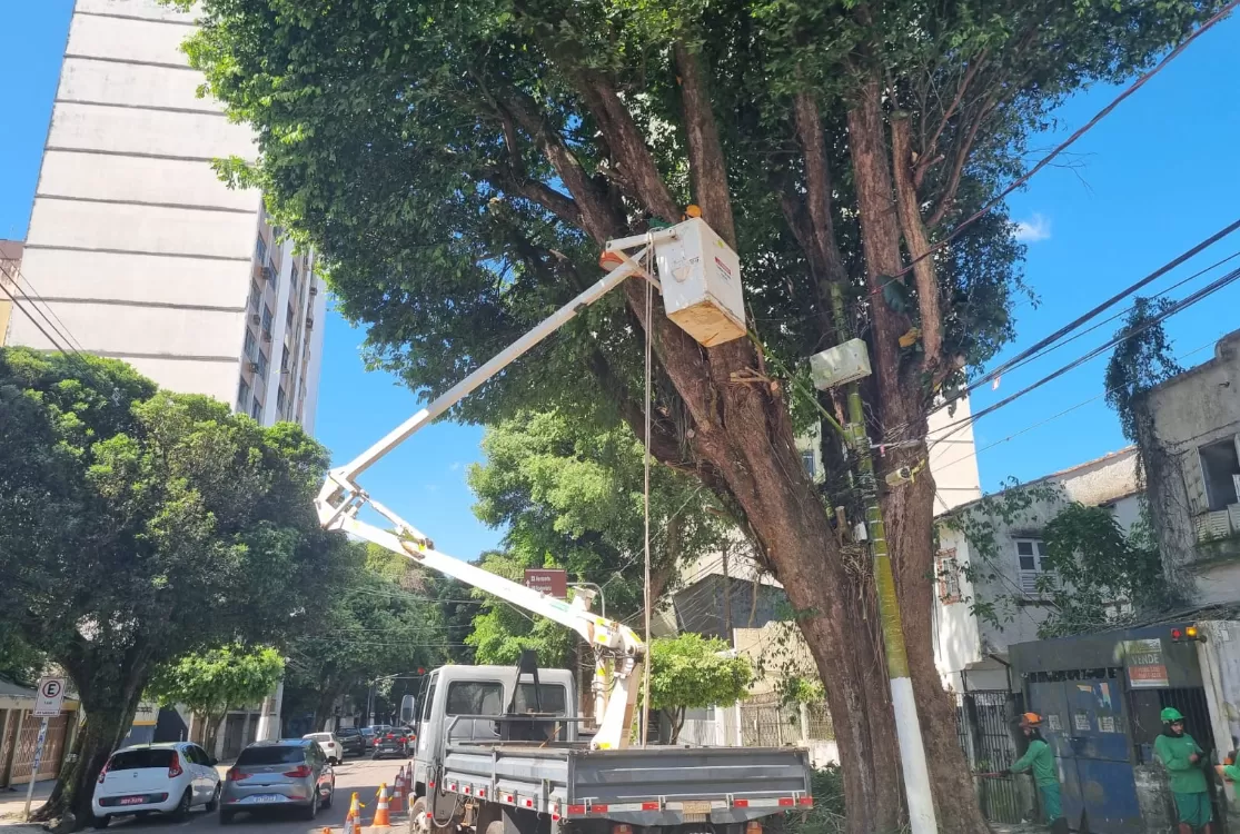 Árvores situadas no percurso do Círio de Nazaré receberão podas preventivas
