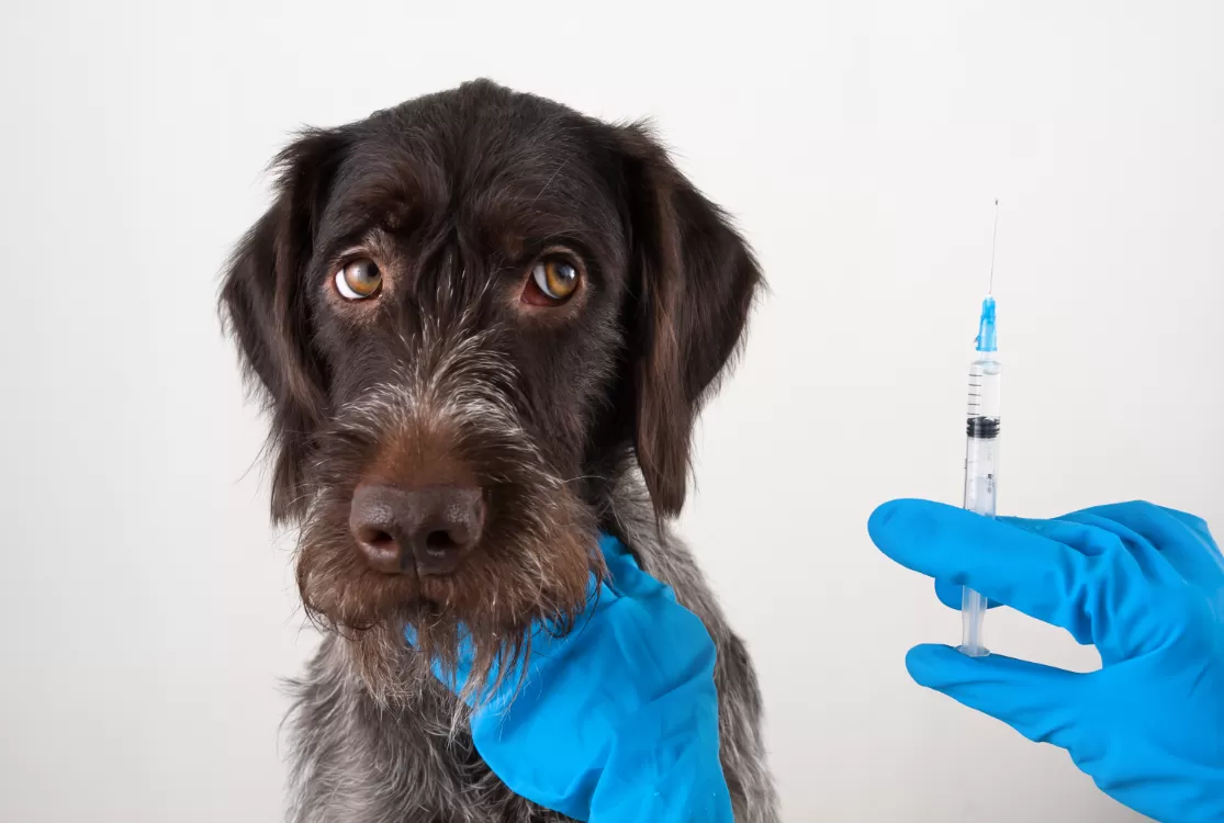 Projeto científico inédito dos EUA busca aumentar tempo de vida dos cachorros