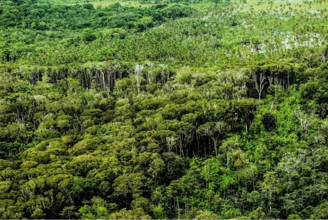 MapBiomas: Amazônia registra menor nível de desmatamento em 41 anos